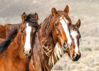 Wild Horses
