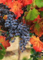 Vineyards