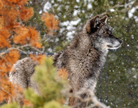 Animals/Wildlife