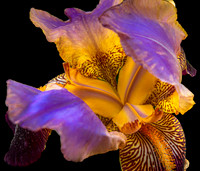 From the Garden